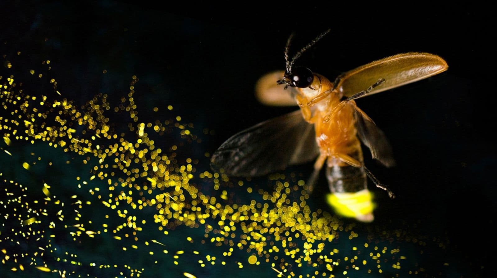 Valle de Bravo, Estado de México: Avistamiento de luciérnagas en Nanacamilpa, un espectáculo natural